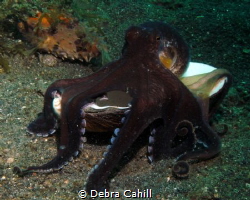 Coconut Octopus - its my shell by Debra Cahill 